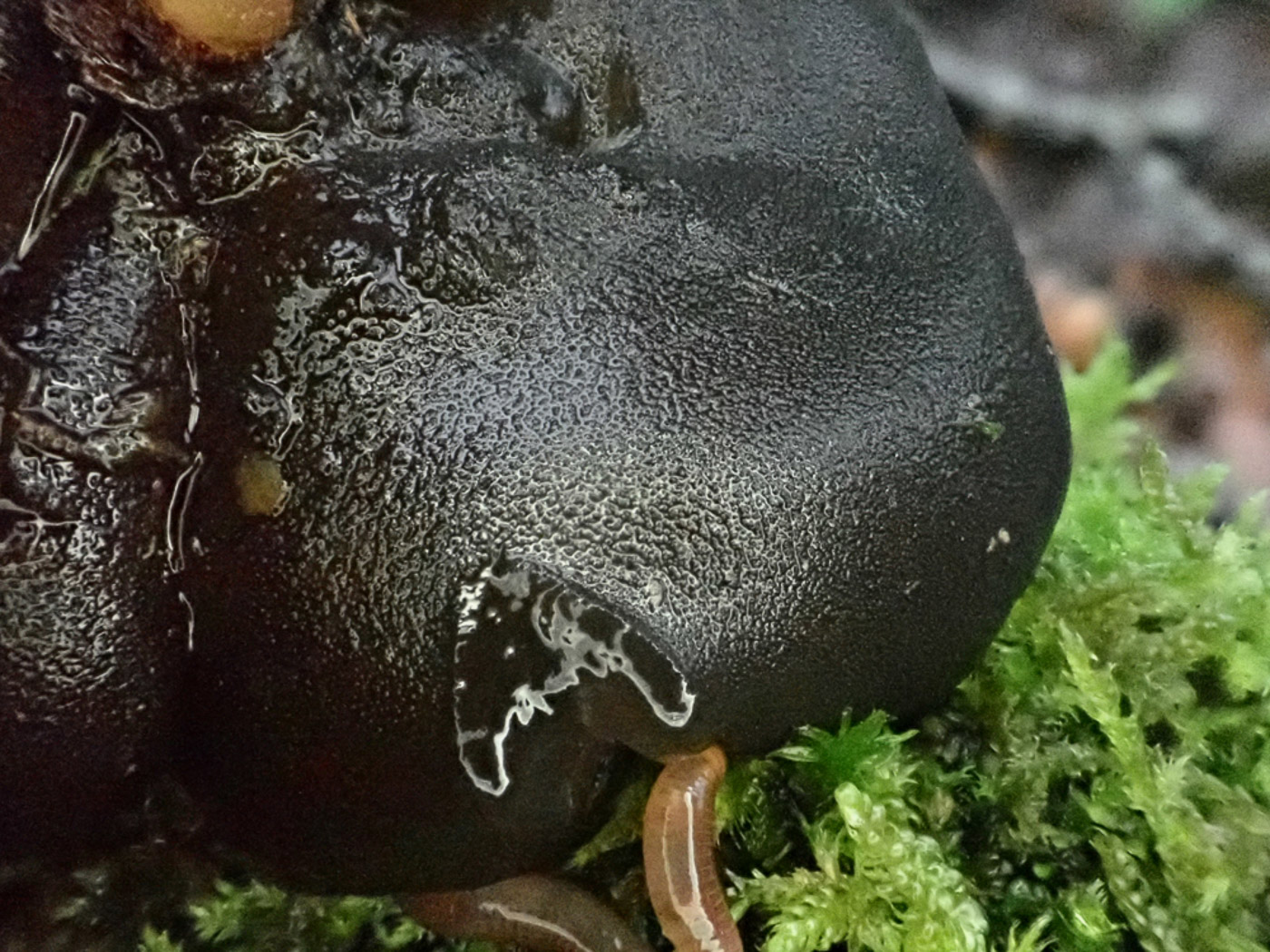 Photo © Penny Cullington Exidia glandulosa by Penny Cullington